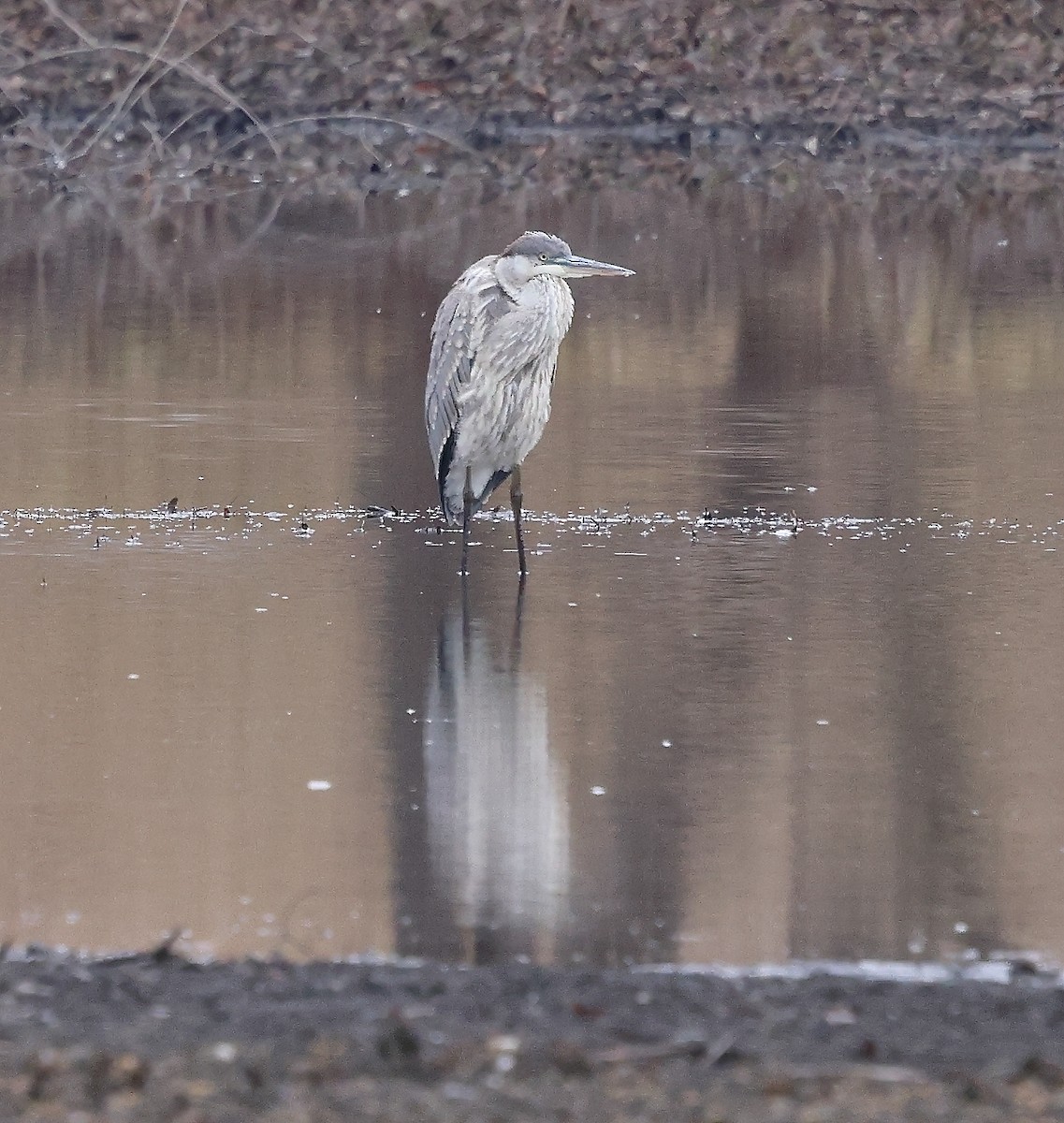 Great Blue Heron - ML645612247