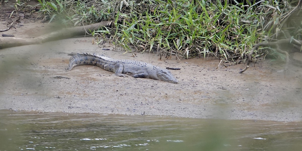 Saltwater Crocodile - ML645612249