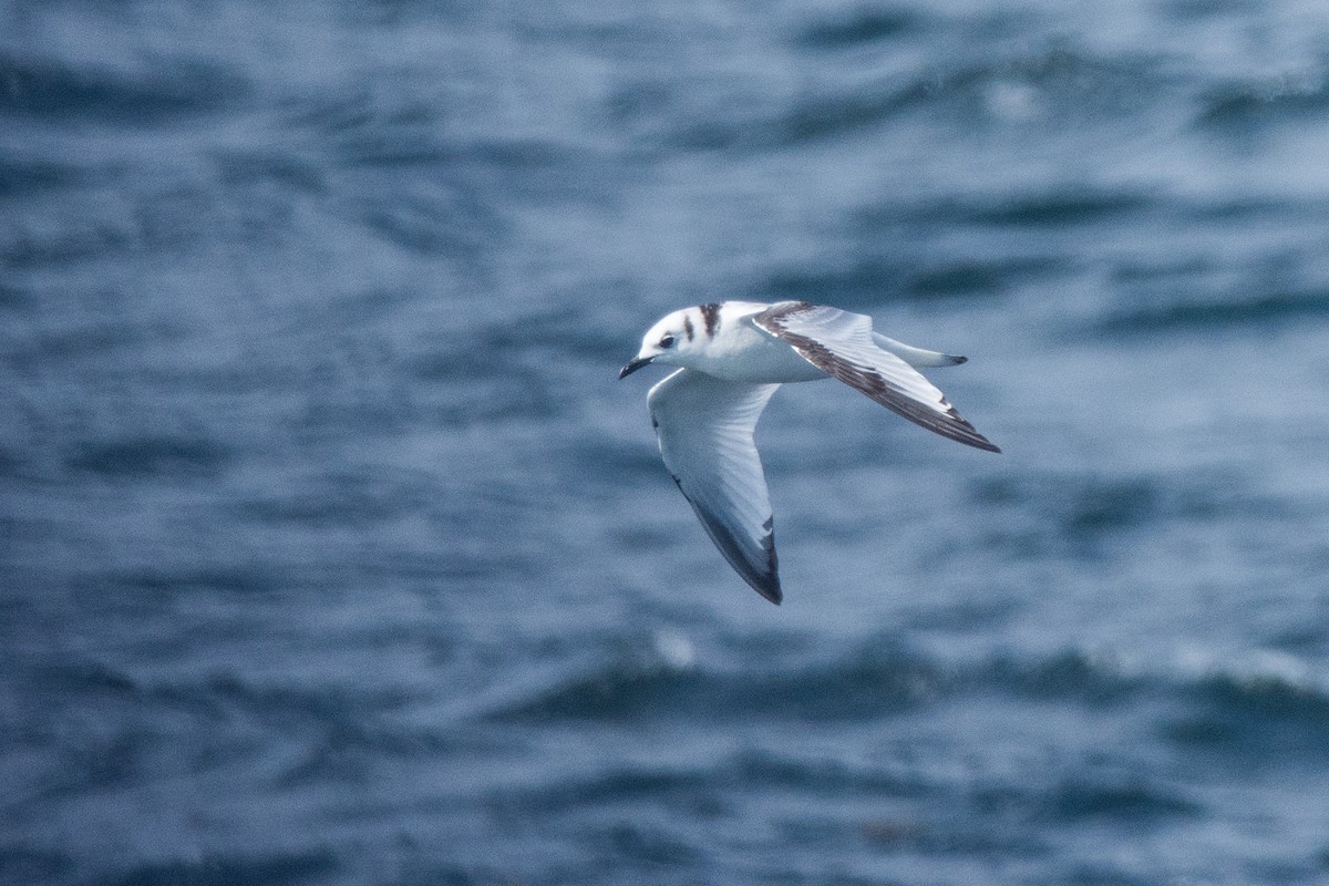 Kara Ayaklı Martı - ML645612251