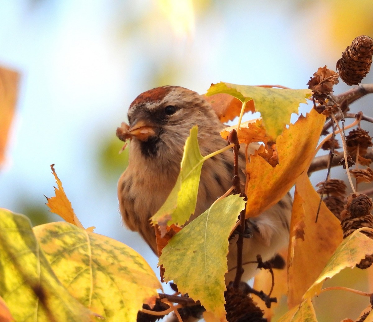 Pardillo Sizerín (alpino) - ML645612265