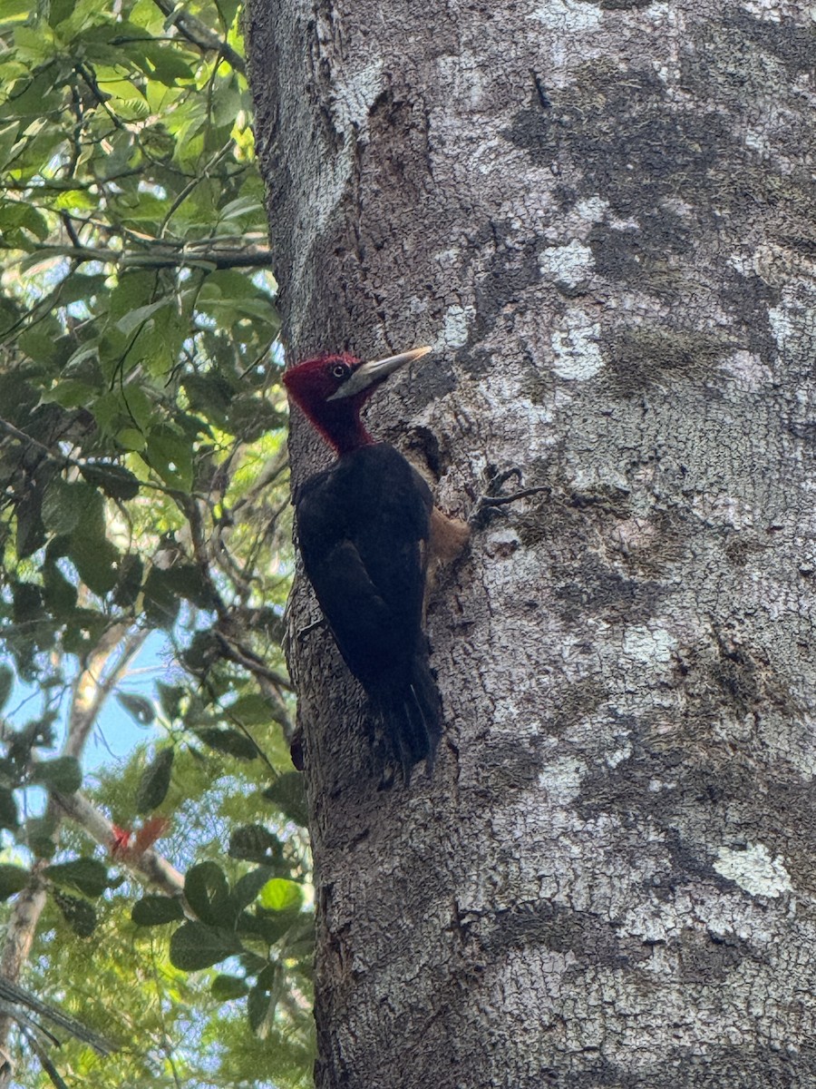 Red-necked Woodpecker - ML645612266
