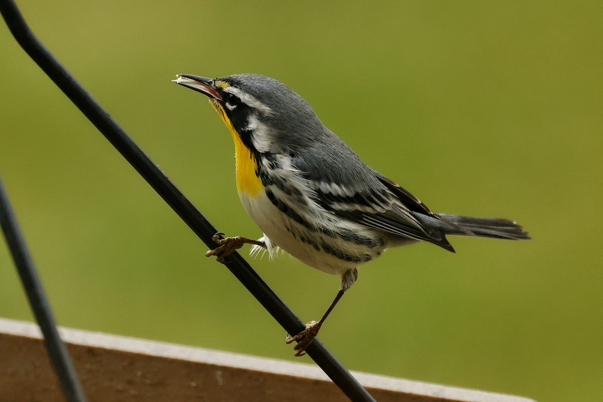 Yellow-throated Warbler - ML645612267