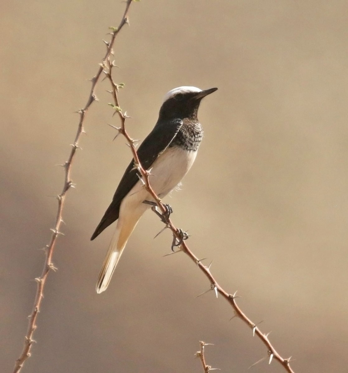 סלעית נזירה - ML645612269