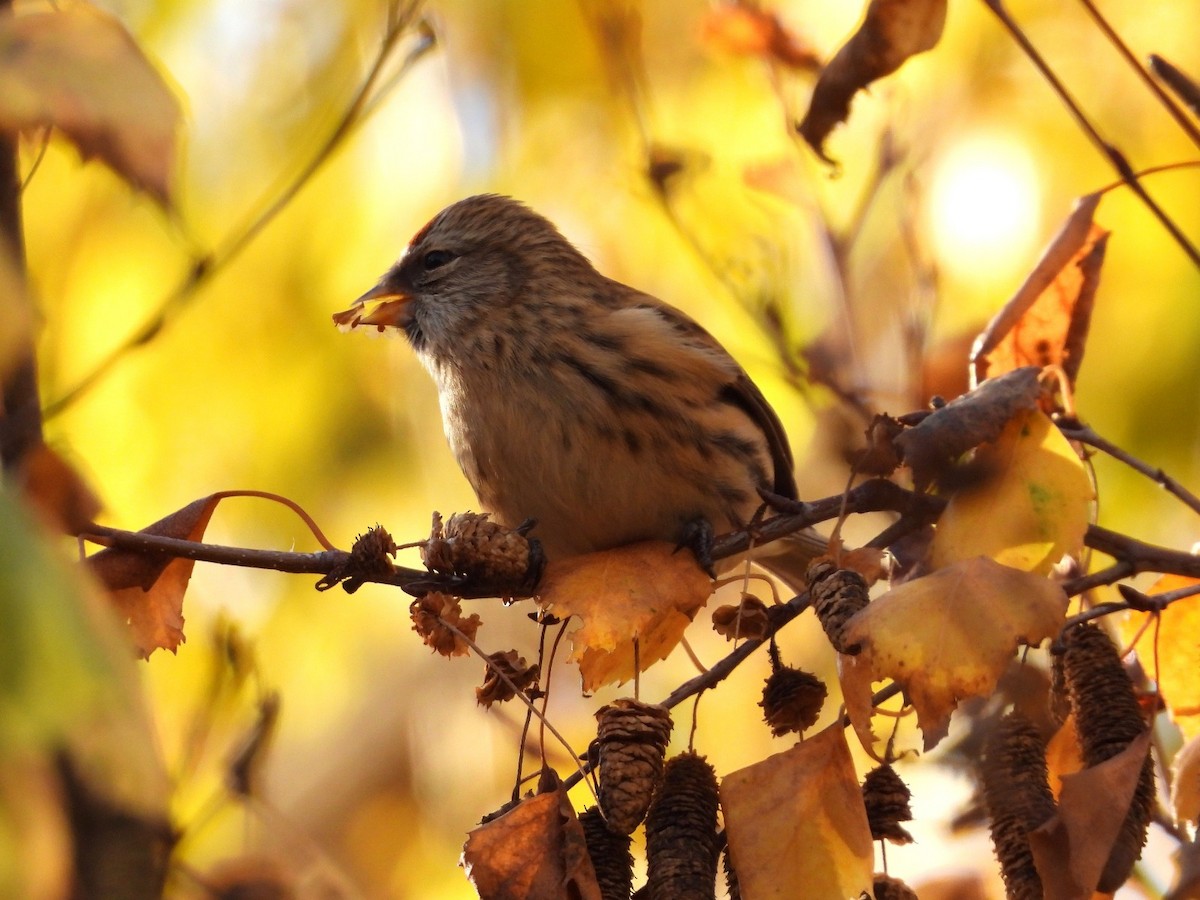 Pardillo Sizerín (alpino) - ML645612270