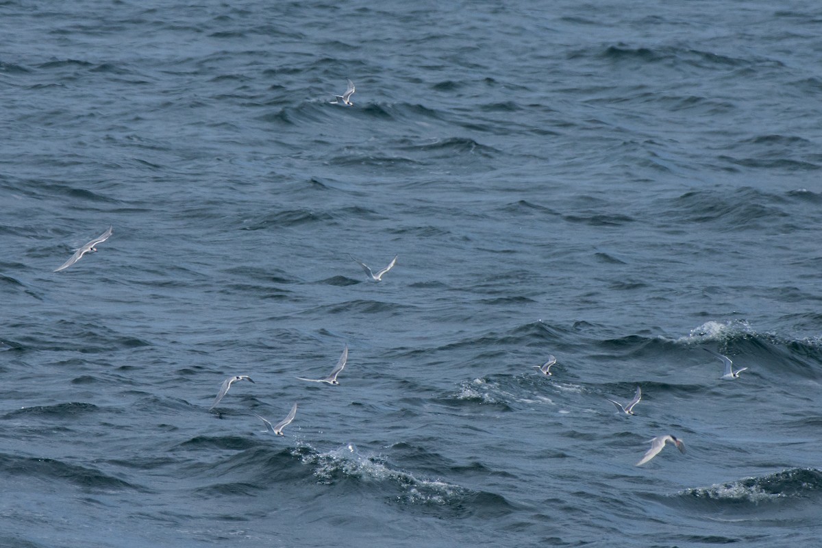 燕鷗 - ML645612271