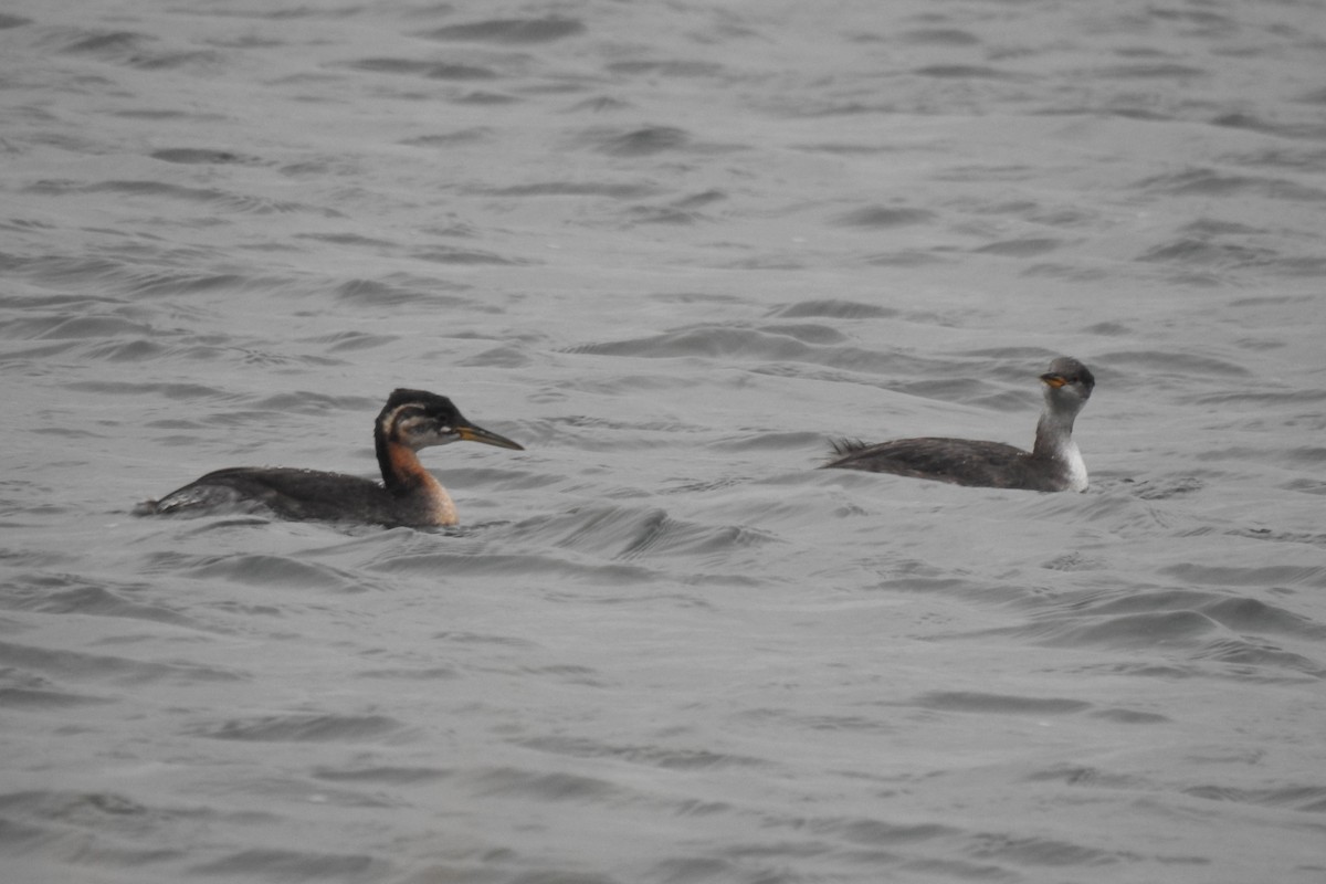 Пірникоза сірощока - ML645612272