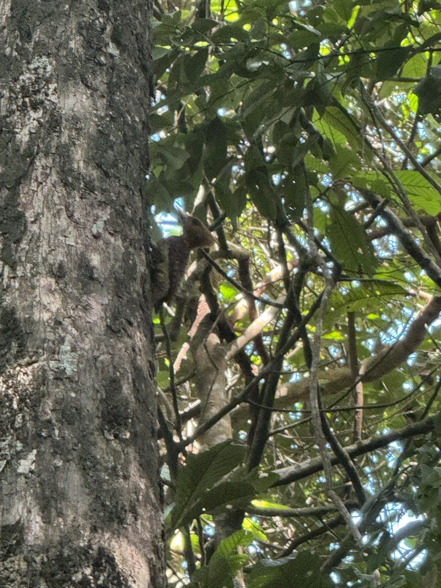 Waved Woodpecker - ML645612277