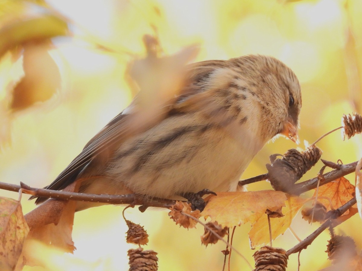 Pardillo Sizerín (alpino) - ML645612282