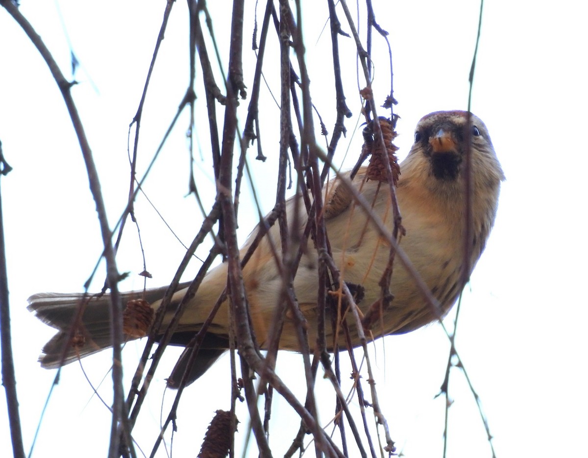 Pardillo Sizerín (alpino) - ML645612288
