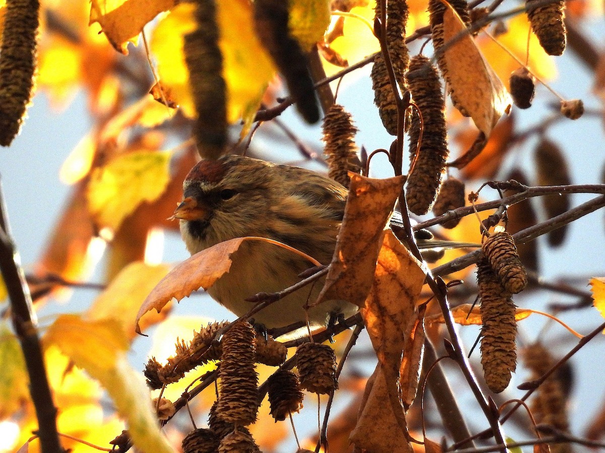 Pardillo Sizerín (alpino) - ML645612292