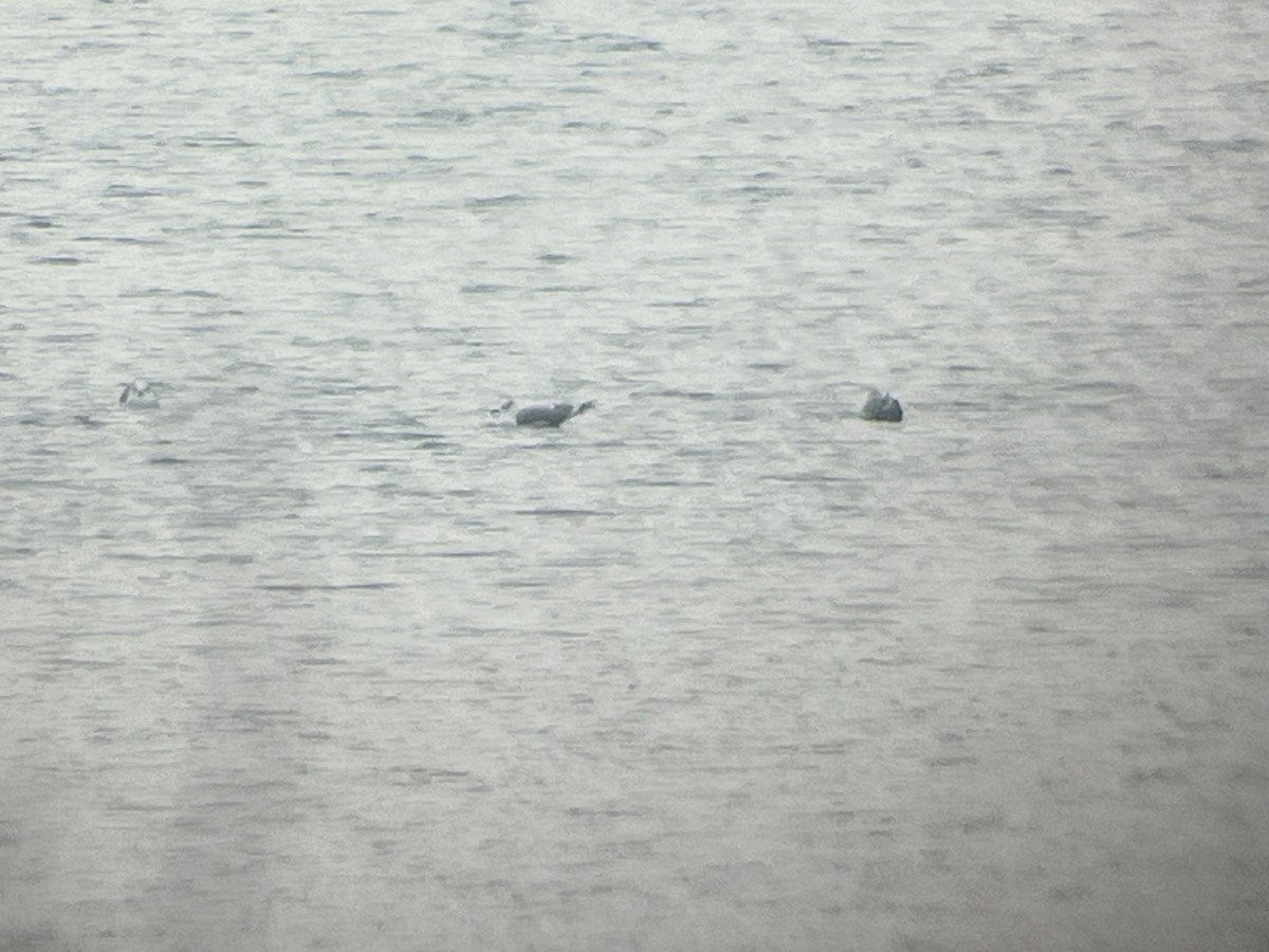 Laughing Gull - ML645612297