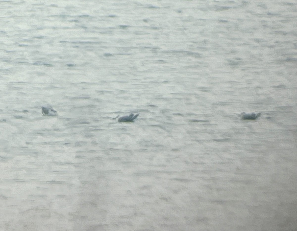 Laughing Gull - ML645612298