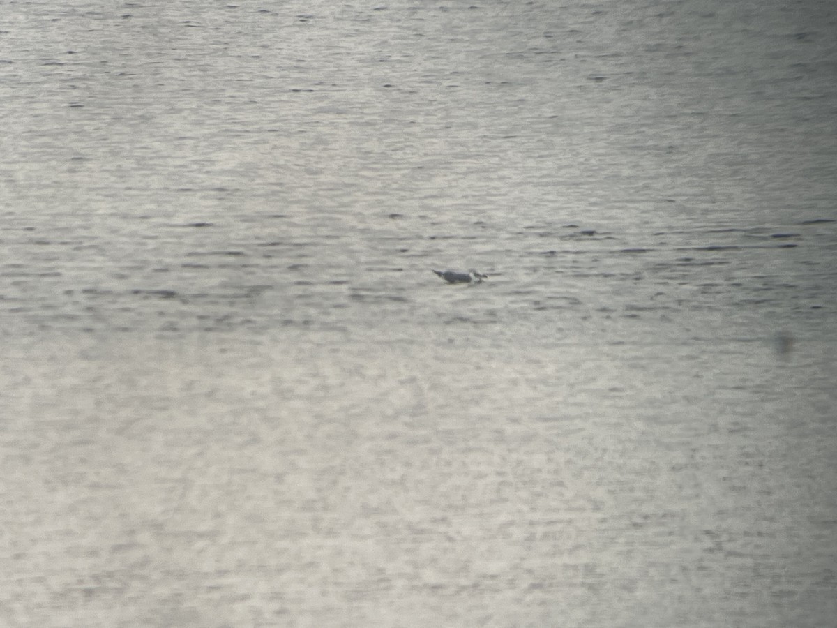 Laughing Gull - ML645612299