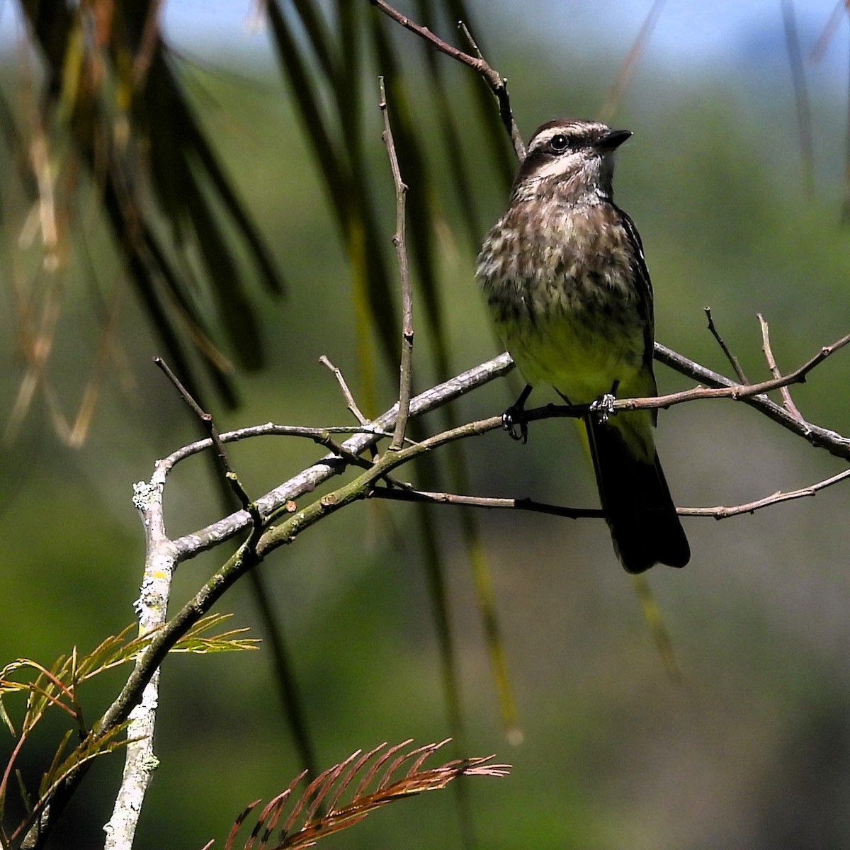 Variegated Flycatcher - ML645612301