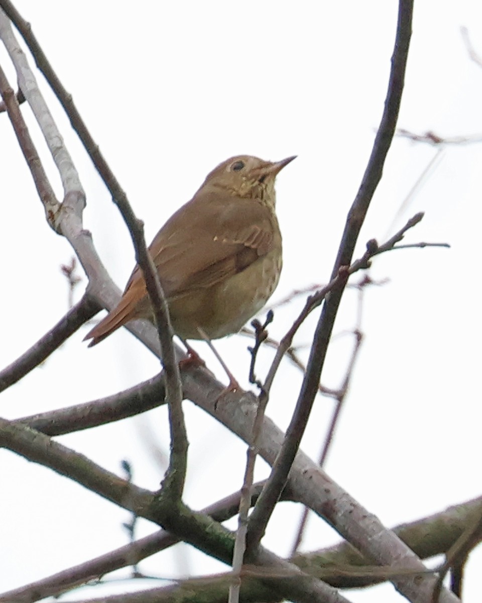 Hermit Thrush - ML645612307