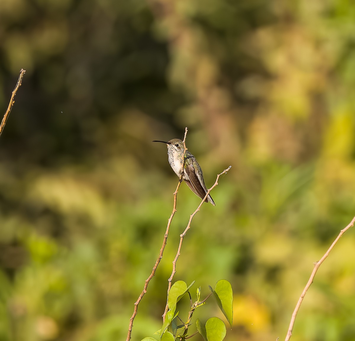 White-tailed Goldenthroat - ML645612308