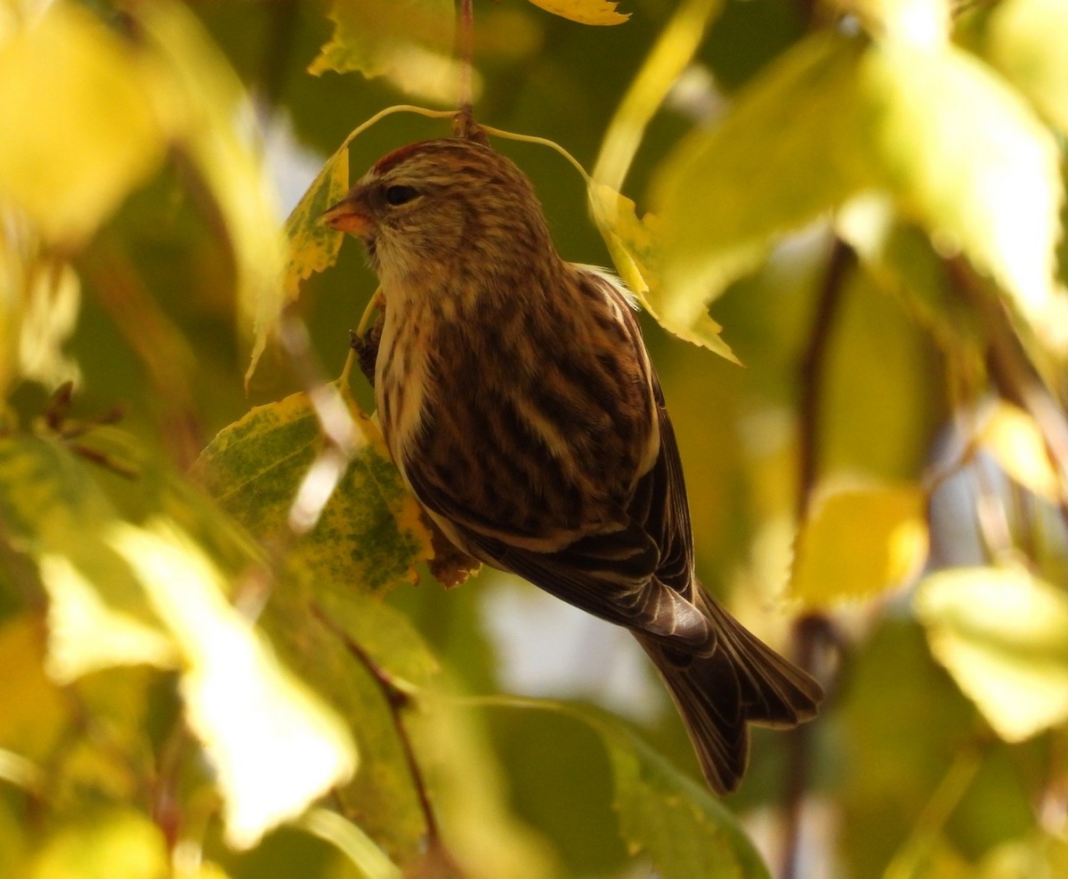 Pardillo Sizerín (alpino) - ML645612309