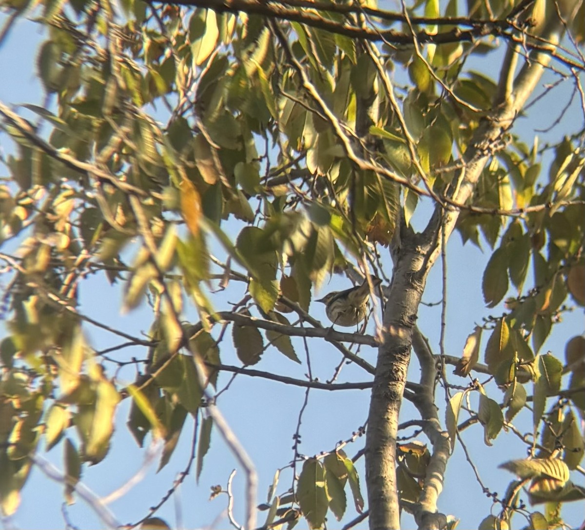 Townsend's Warbler - ML645612318