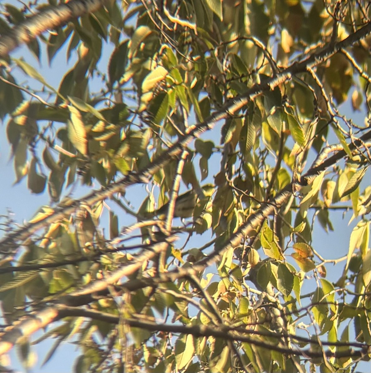 Townsend's Warbler - ML645612319