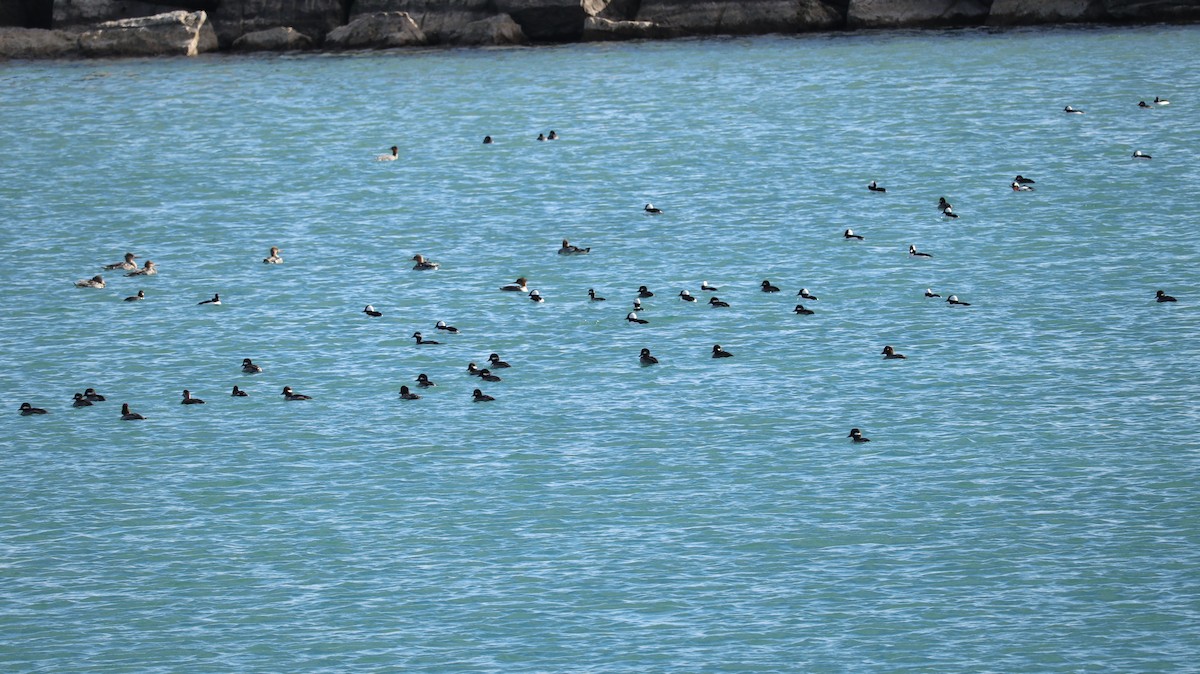 Bufflehead - ML645612322