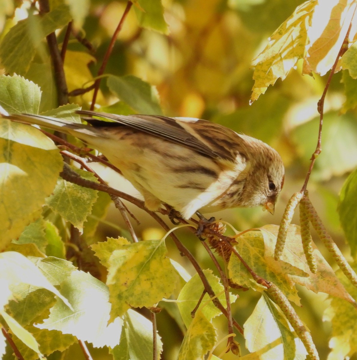 Pardillo Sizerín (alpino) - ML645612323