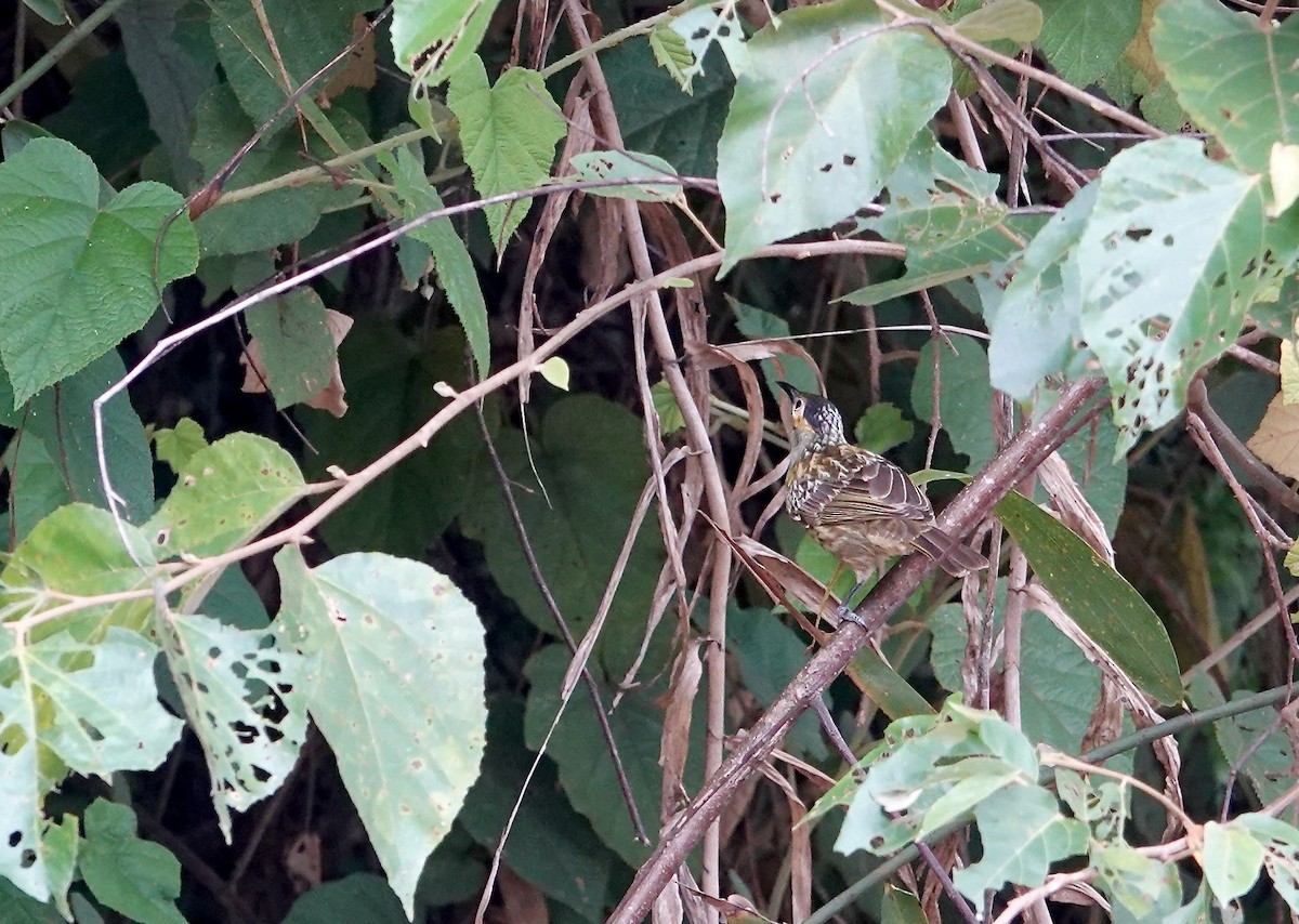 Macleay's Honeyeater - ML645612324