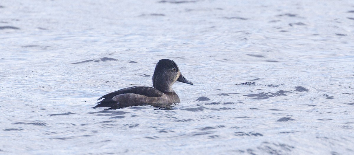 Ring-necked Duck - ML645612327