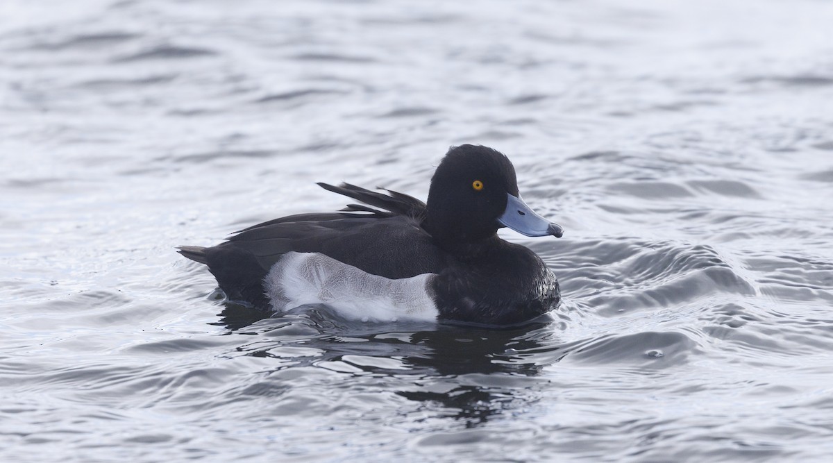 Tufted Duck - ML645612339