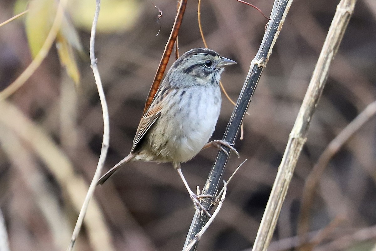 Swamp Sparrow - ML645612342