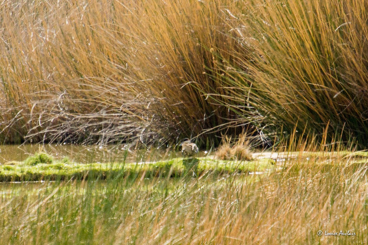 Puna Teal - ML645612344