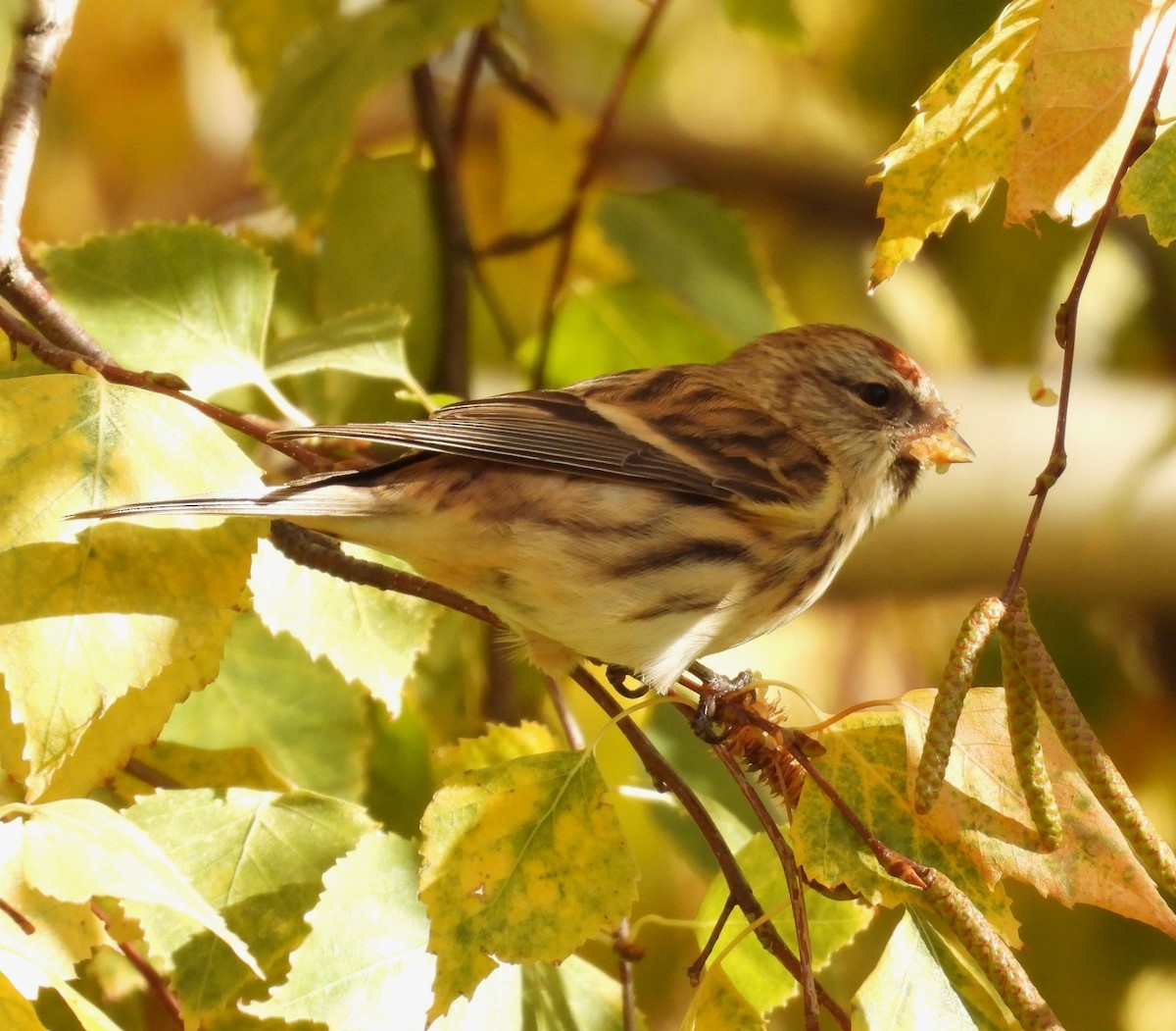 Pardillo Sizerín (alpino) - ML645612345