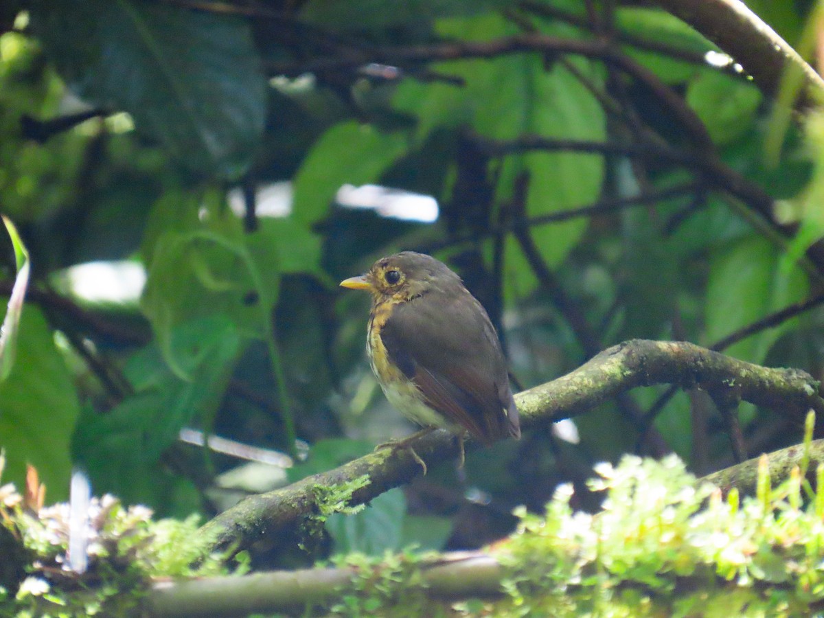 Ochre-breasted Antpitta - ML645612357