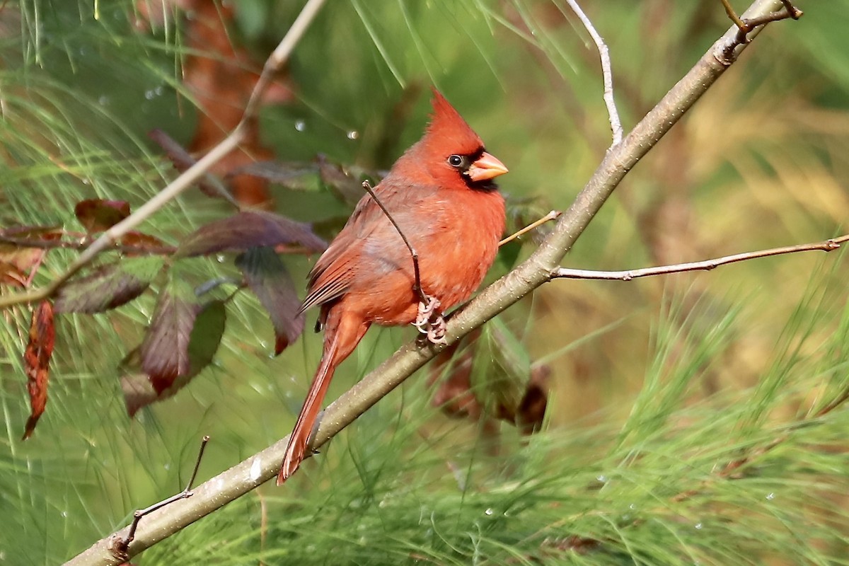 Northern Cardinal - ML645612361