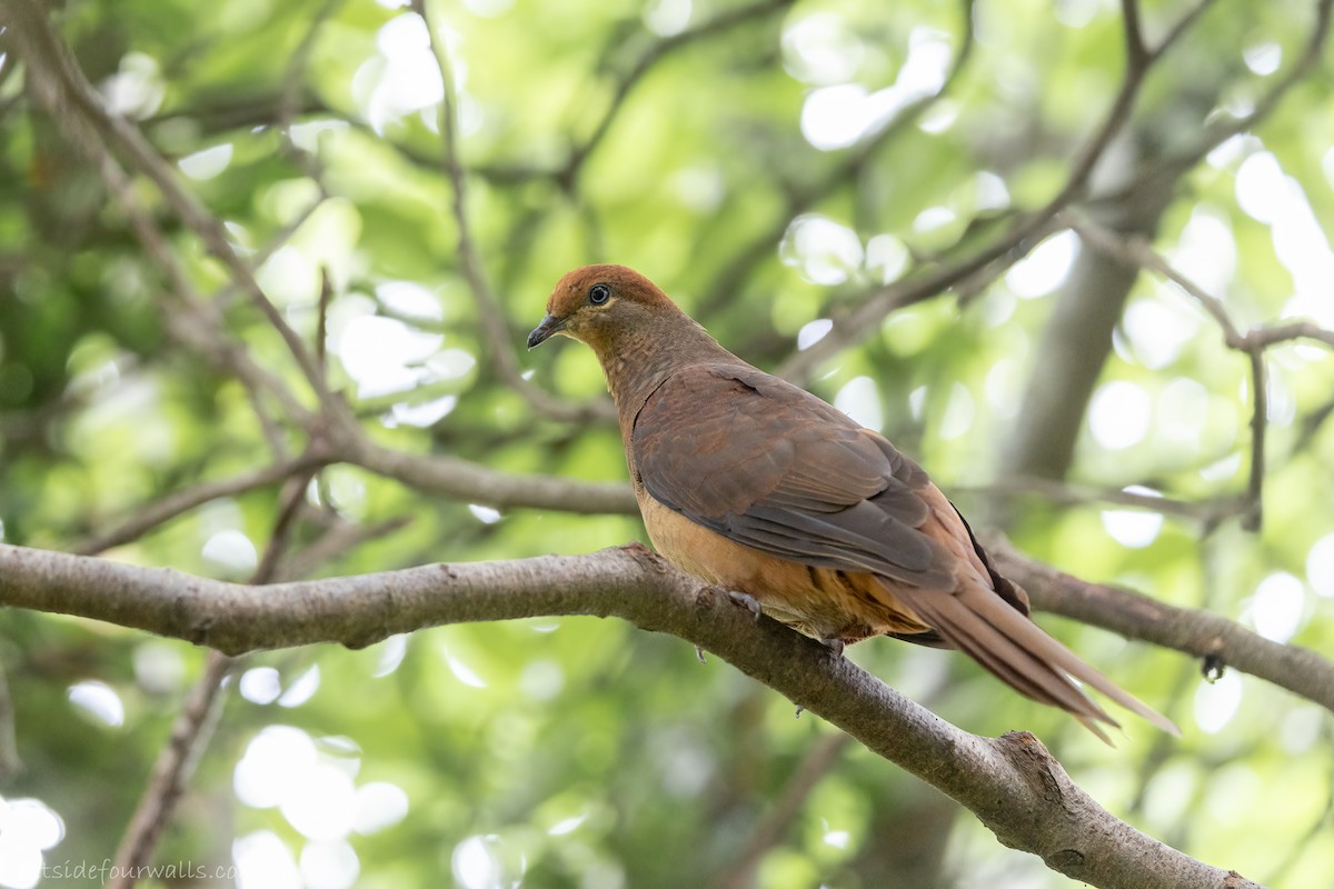 Brown Cuckoo-Dove - ML645612362