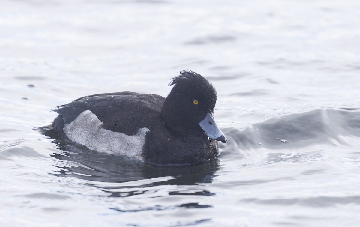 Tufted Duck - ML645612363