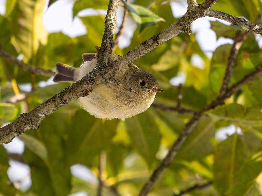 Ruby-crowned Kinglet - ML645612365