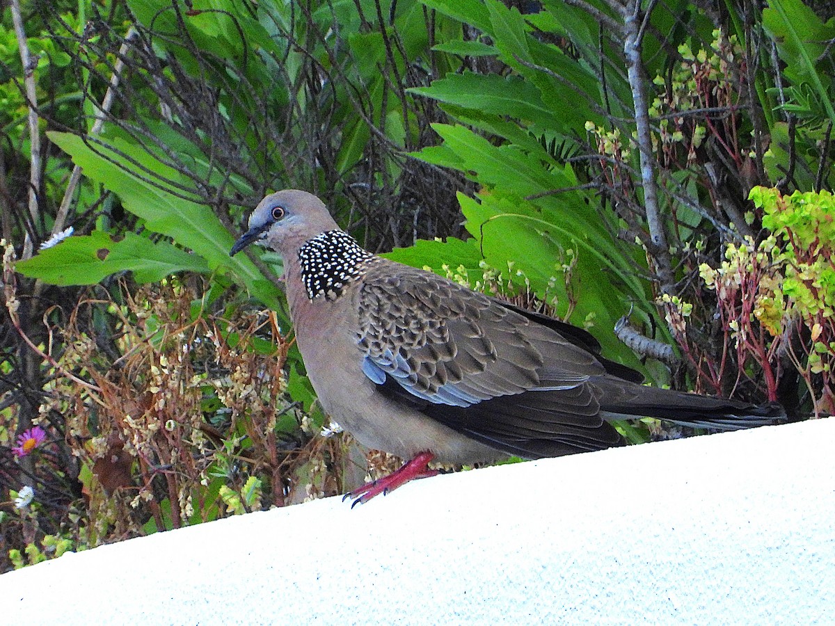 Spotted Dove - ML645612366