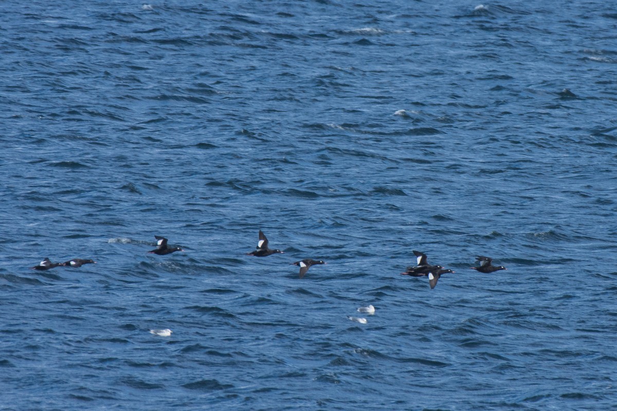 White-winged Scoter - ML645612369