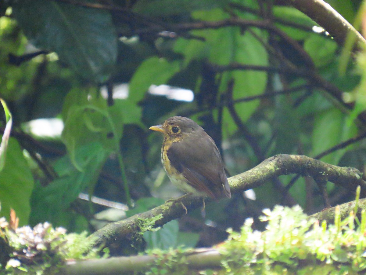 Ochre-breasted Antpitta - ML645612370