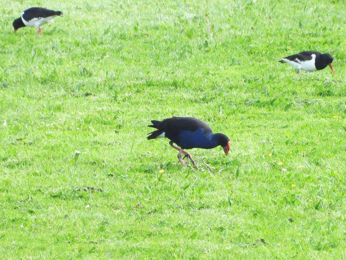 Australasian Swamphen - ML645612374