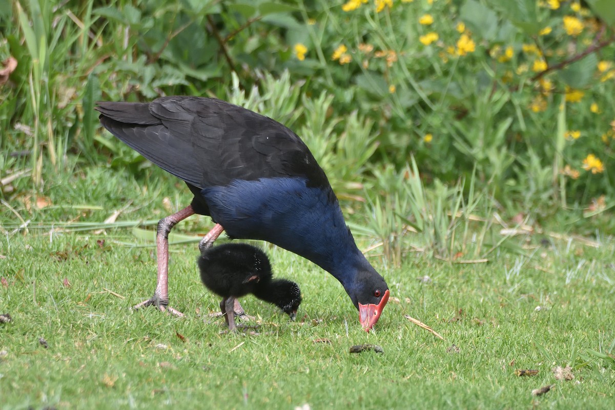 Australasian Swamphen - ML645612376
