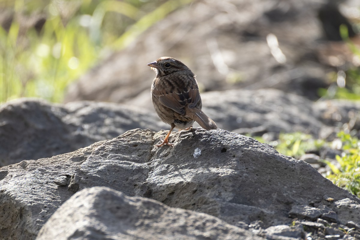 Song Sparrow - ML645612377