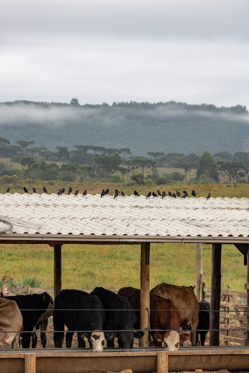 Chopi Blackbird - ML645612379