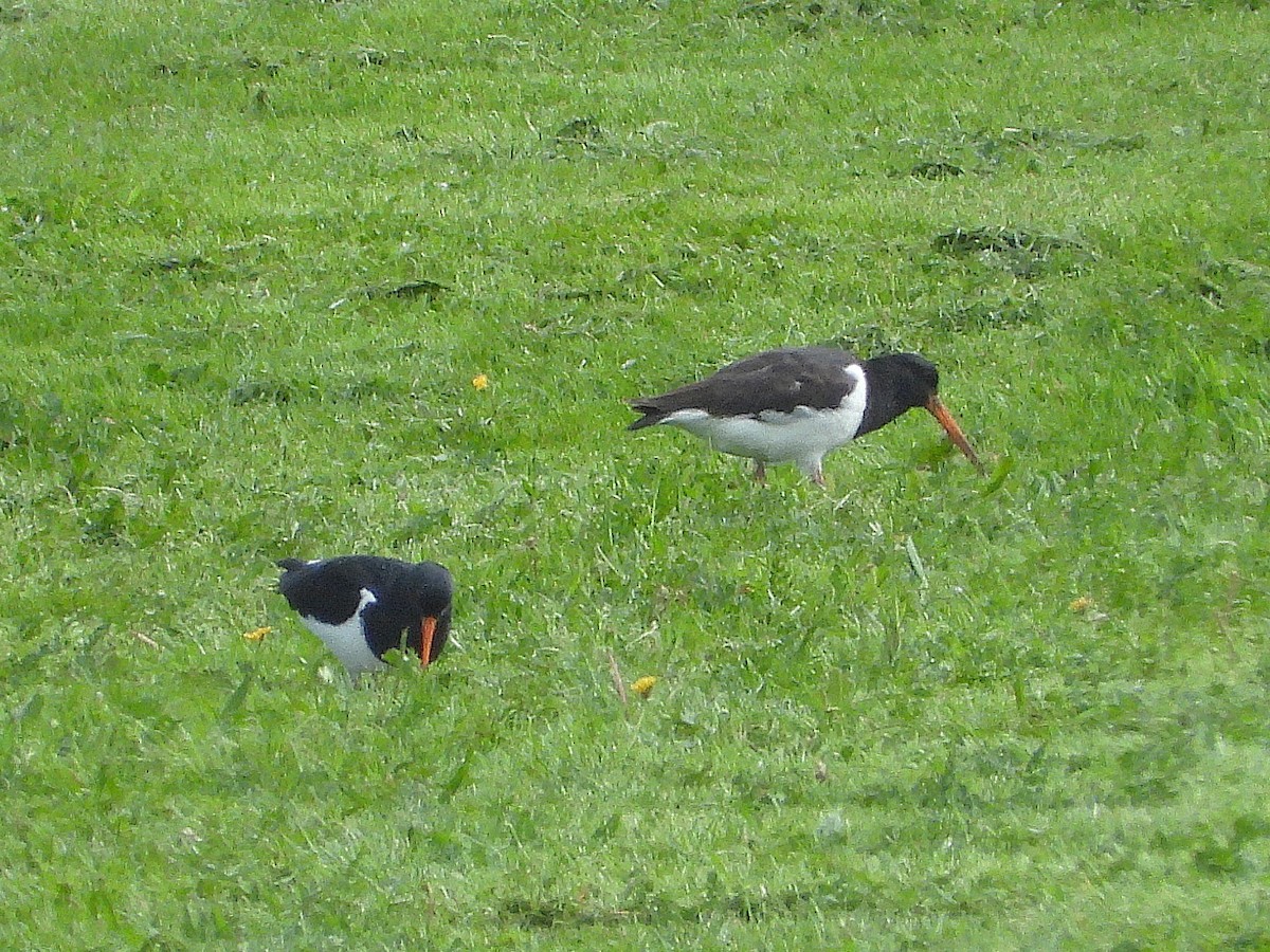 South Island Oystercatcher - ML645612380