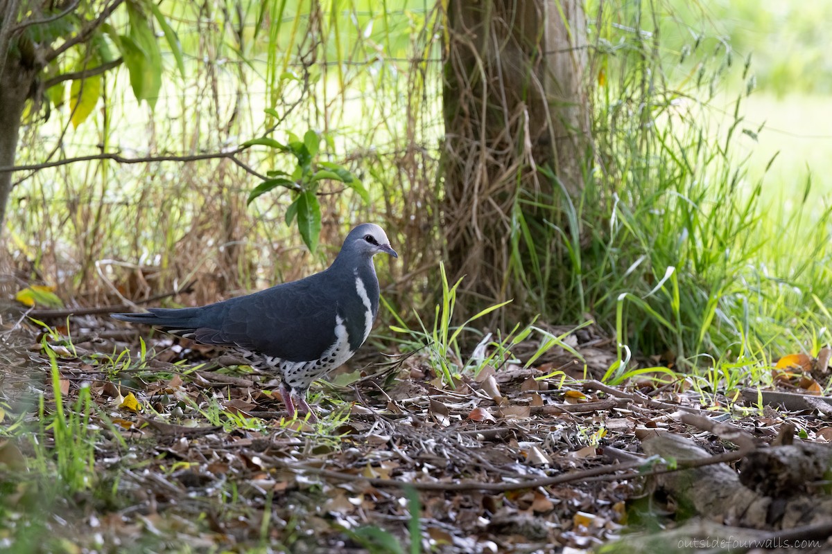 Wonga Pigeon - ML645612381