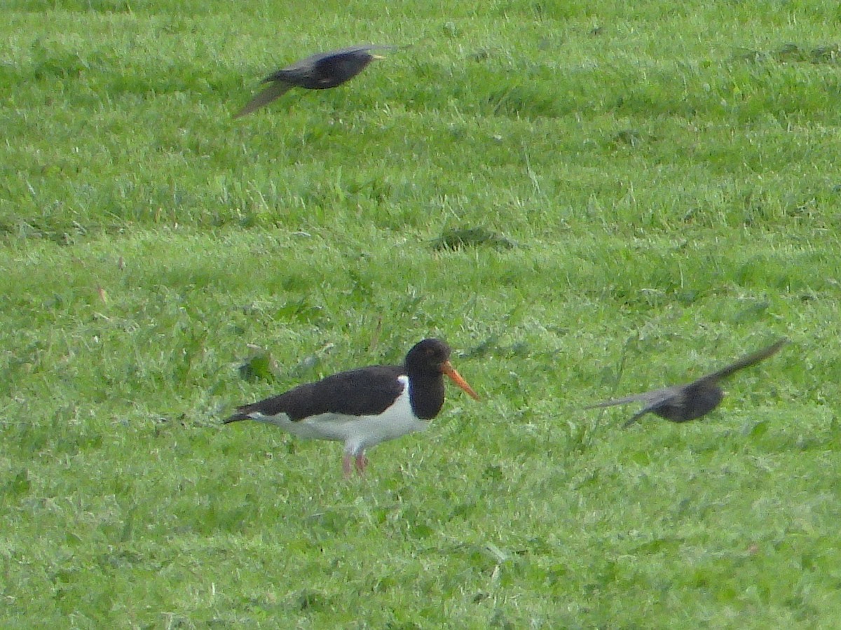 South Island Oystercatcher - ML645612382