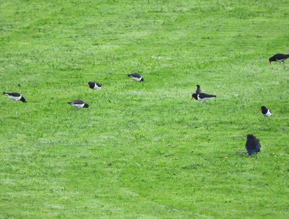 South Island Oystercatcher - ML645612383