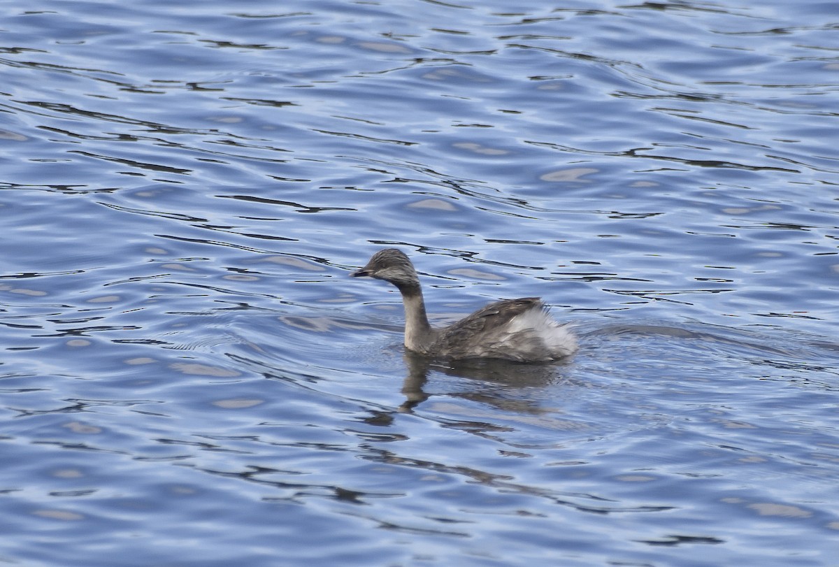 Hoary-headed Grebe - ML645612384