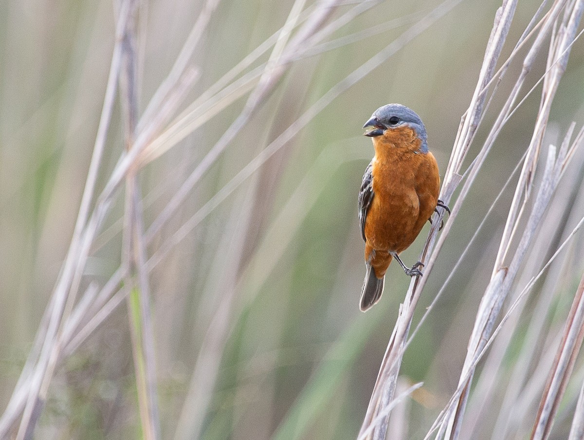 Tawny-bellied Seedeater - ML645612386