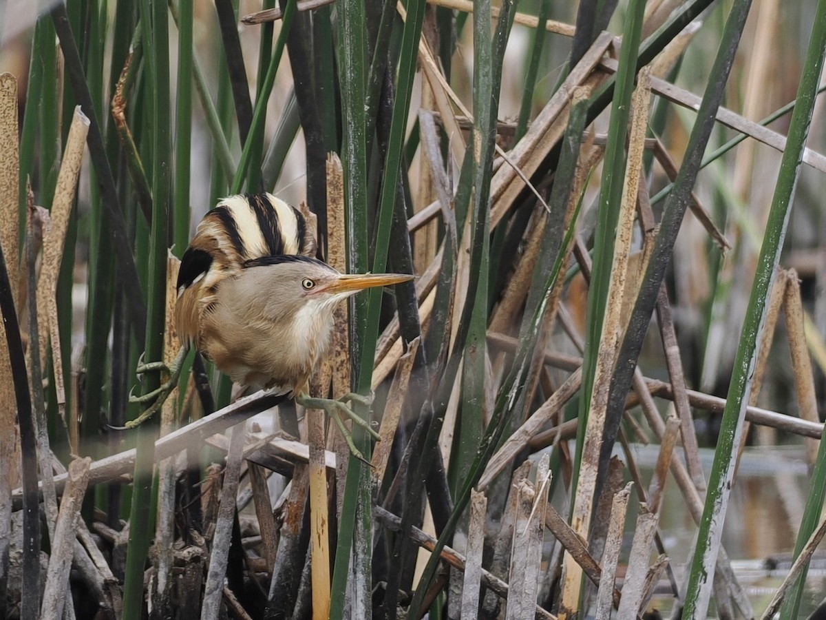Stripe-backed Bittern - ML645612387